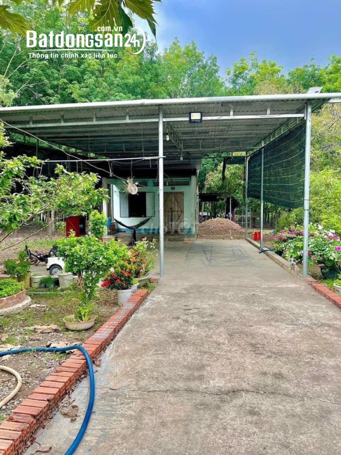 chính chủ bán gấp đất trồng cây ăn trái 500 m32 giá 250 triệu 