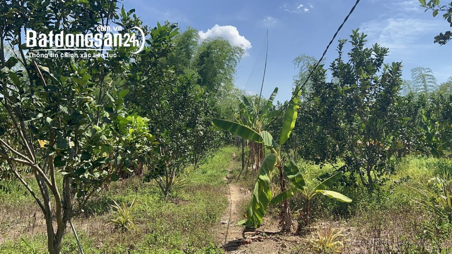 Bán đất giáp Sông rất đẹp tặng vườn Bưởi ở Thị trấn Khánh Vĩnh, Huyện Khánh Vĩnh