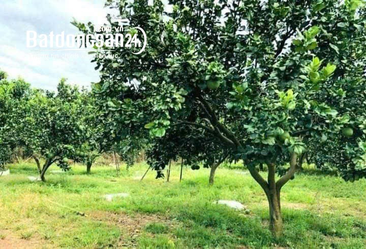 Bán đất nền phân lô Đường ĐT 753, Xã Tân Hưng, Huyện Đồng Phú