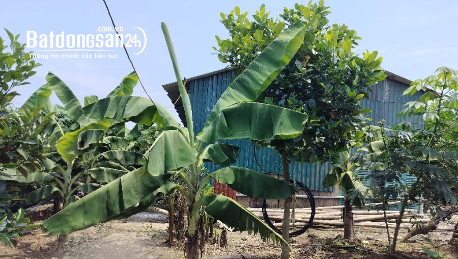 BÁN NHANH MẢNH ĐẤT 50 NĂM SỔ HỒNG CHÍNH CHỦ 630M Ở THANH TRÌ HÀ NỘI GIÁ CHỈ 1.45T