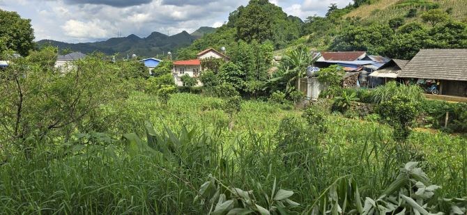 Bán đất Vân Hồ - Mộc Châu gần điểm ra cao tốc chỉ 1.5 tỷ hơn 2000m2 có 400m2 thổ cư