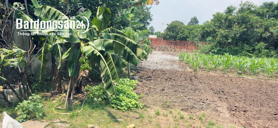 Lô đất SHR sông trầu trảng bom, giá 650 tr đất sạch full, đường betong, Dt; 5x33m, 
