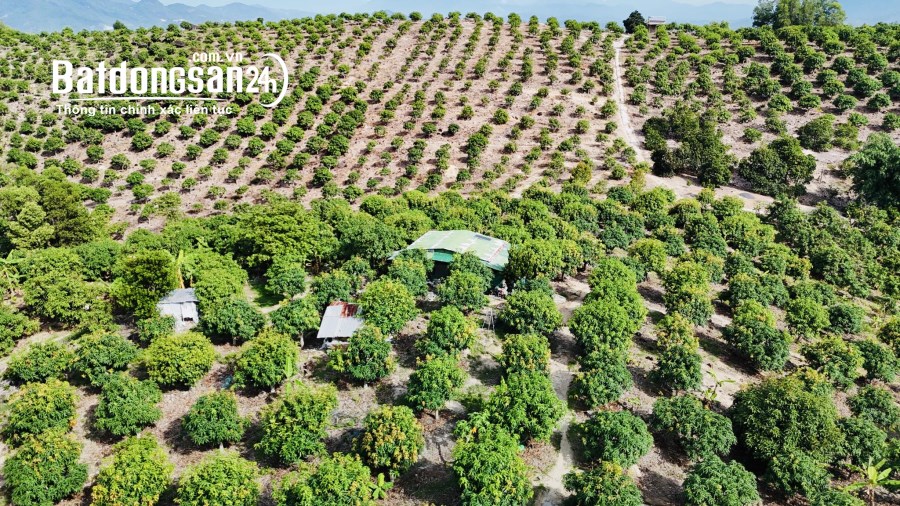 Bán đất 14 hecta có ful Xoài Tứ Quý đã cho thu, Xã Suối Hiệp, Huyện Diên Khánh