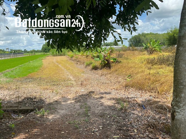 Bán đất XãChính chủ cần bán gấp đất nông nghiệp tại Xã Thái Mỹ, Thái Mỹ, Huyện Củ Chi