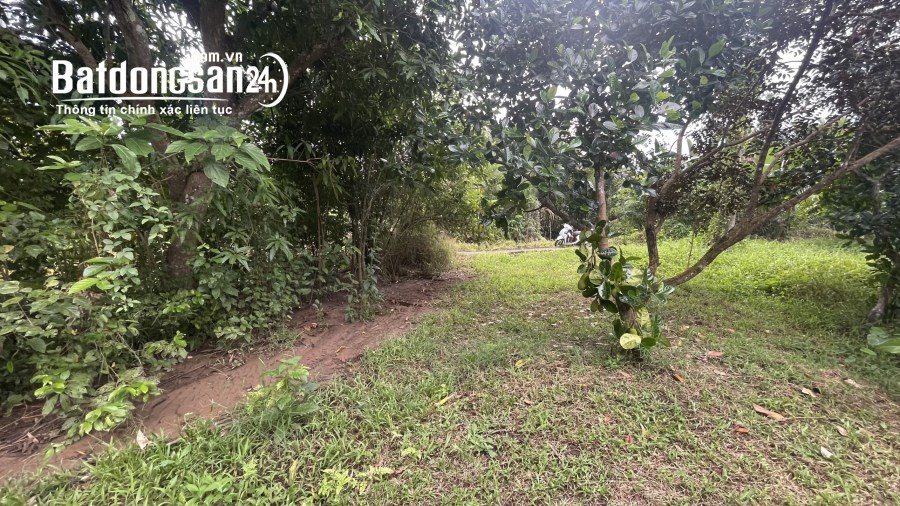 Nền 323m2 có 100m2 thổ cư Giai Xuân, Phong Điền, cách chợ PĐ 2.5km 