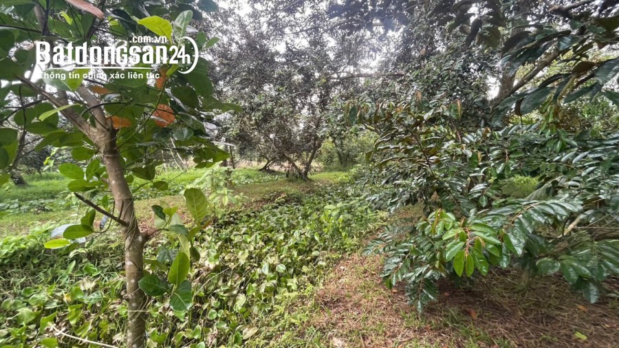 Nền 323m2 có 100m2 thổ cư Giai Xuân, Phong Điền, cách chợ PĐ 2.5km 