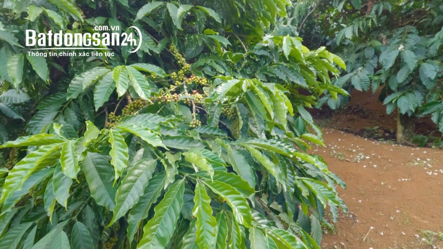 Đất rẫy gần sát QL14 xã Đắk Wer giá rẻ bất ngờ, đất bằng, có hồ lớn tại Đắk Nông