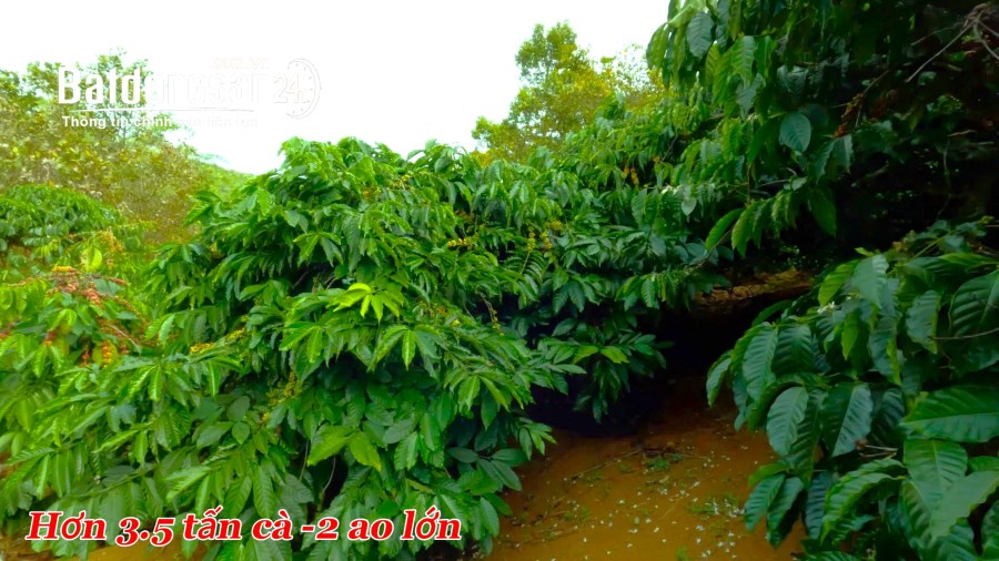 Đất rẫy gần sát QL14 xã Đắk Wer giá rẻ bất ngờ, đất bằng, có hồ lớn tại Đắk Nông