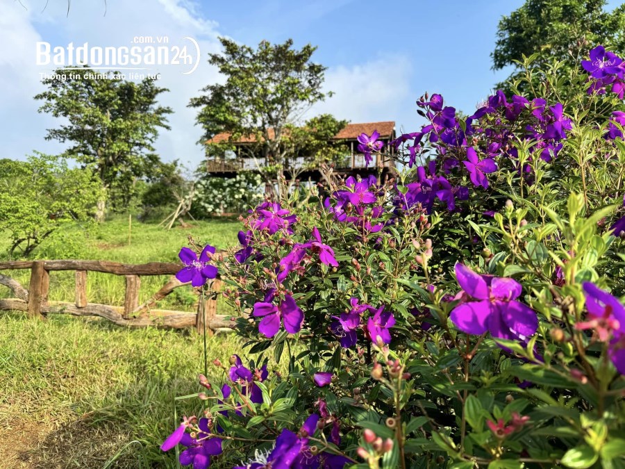 Cho thuê homestay thác suối đá gần Quốc lộ 14, Xã Đắk R'Moan, TP Gia Nghĩa