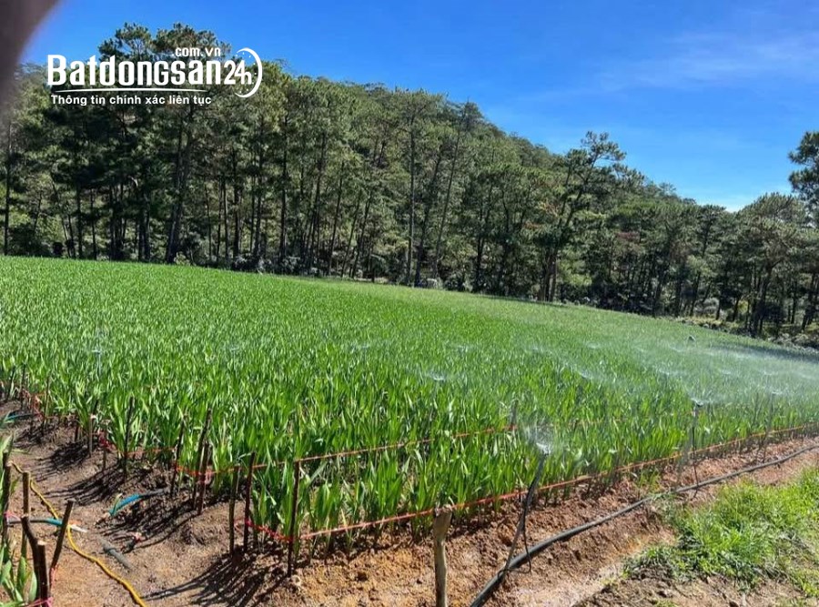 Cho Thuê đất Phường 7, TP Đà Lạt, ối diện khu du lịch thung lũng vàng