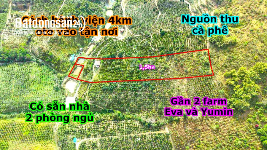 Đất rẫy trung tâm thành phố Gia Nghĩa rẻ như cho