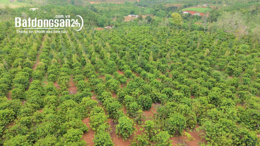 Bán đất Đường Quốc lộ 14, Phường Quảng Thành, TP Gia Nghĩa