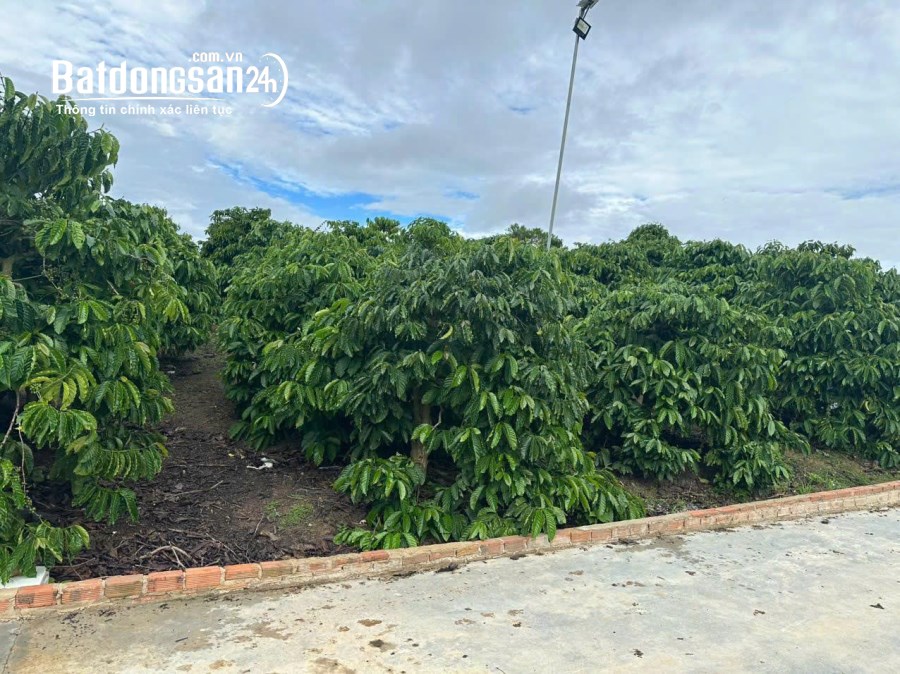 Bán 21000m2 ( 21 sào ) đất nhà , ao, vườn cà phê -Xã Liên Hiệp - Đức Trọng