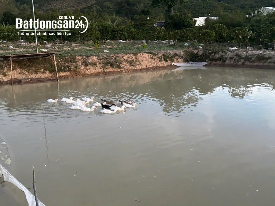 Bán 21000m2 ( 21 sào ) đất nhà , ao, vườn cà phê -Xã Liên Hiệp - Đức Trọng