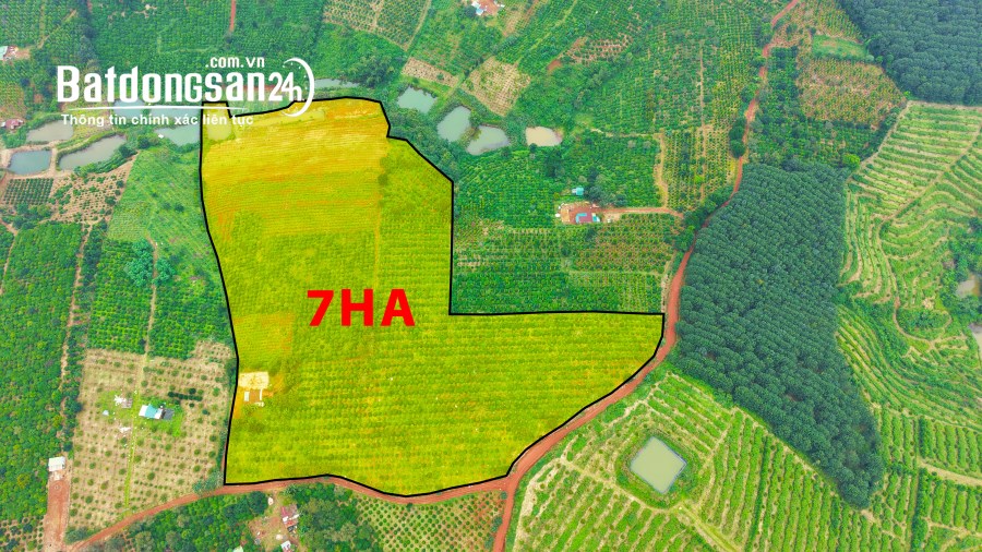 7ha nguồn thu mạnh, giá chỉ 10 tỷ