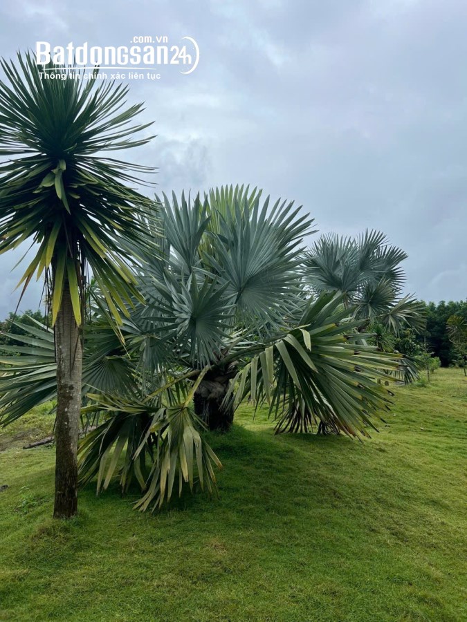 Cần bán gấp 47.000m² đất thuộc Long An, Long Thành, Đồng Nai