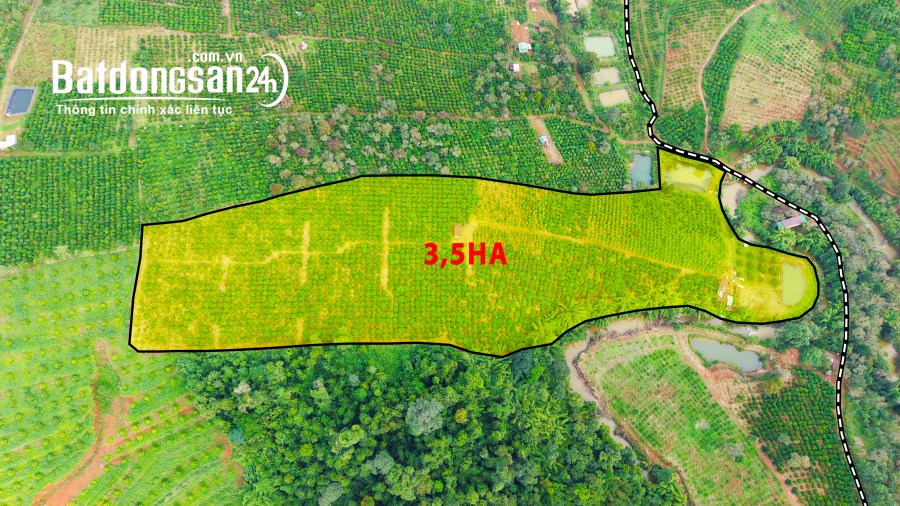 3,5ha cực phẩm cà phê và tiêu + view suối tại phường Đông Gia Nghĩa