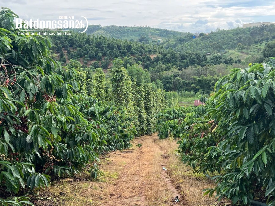 3,5ha cực phẩm cà phê và tiêu + view suối tại phường Đông Gia Nghĩa