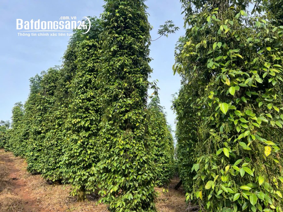 3,5ha cực phẩm cà phê và tiêu + view suối tại phường Đông Gia Nghĩa