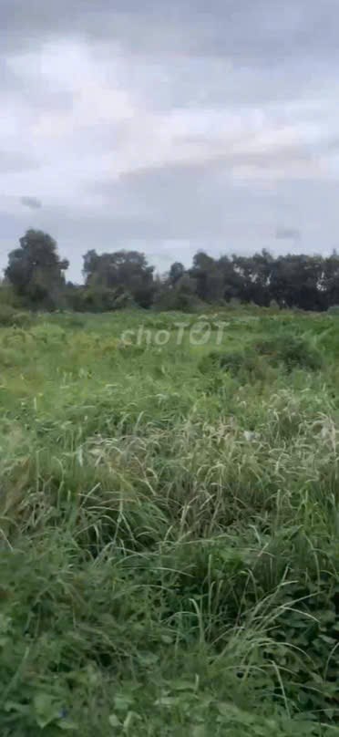 Bán lô đất trồng cây lâu năm (lên được thổ cư) Nhị Bình Hóc Môn