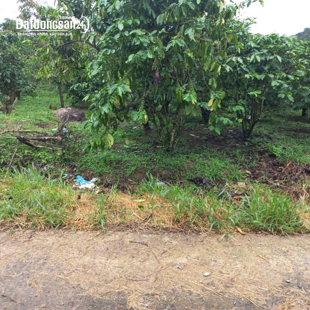 Bán đất Đường Quốc Lộ 55, Xã Bảo Lâm 3 (Huyện Bảo Lâm cũ), Tỉnh Lâm Đồng
