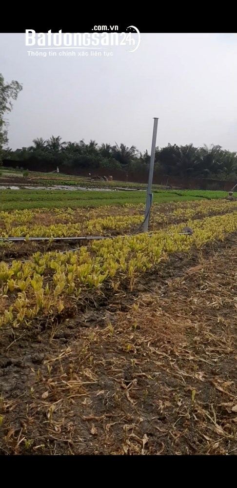 Bán đất Đường Đoàn Nguyễn Tuấn, Xã Hưng Long (H Bình Chánh cũ), Hồ Chí Minh