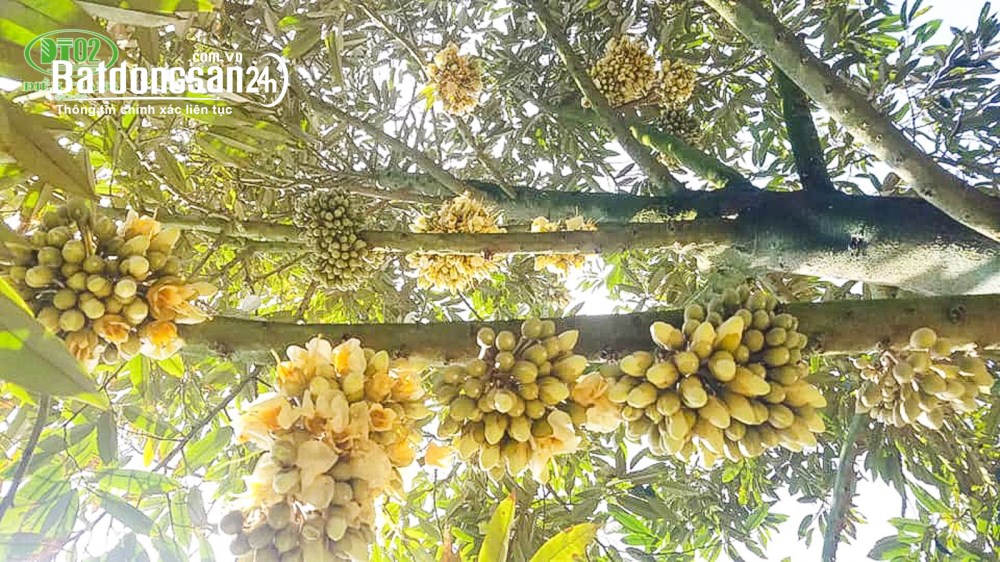 Bán đất Đường Quốc lộ 14, Xã Quảng Tín (Huyện Dăk RLấp cũ), Tỉnh Lâm Đồng