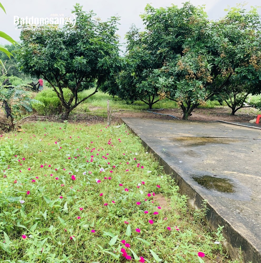 Bán đất Xã Xuyên Mộc (Huyện Xuyên Mộc cũ), TP Hồ Chí Minh
