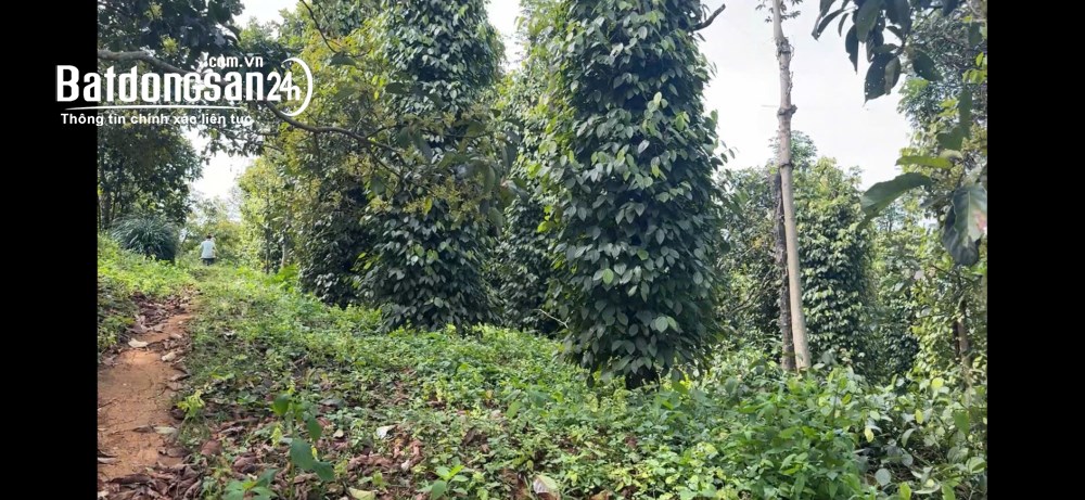 Rẫy view hồ tự nhiên giá rẻ, nguồn thu mạnh, oto vào tận nơi, đông dân cư