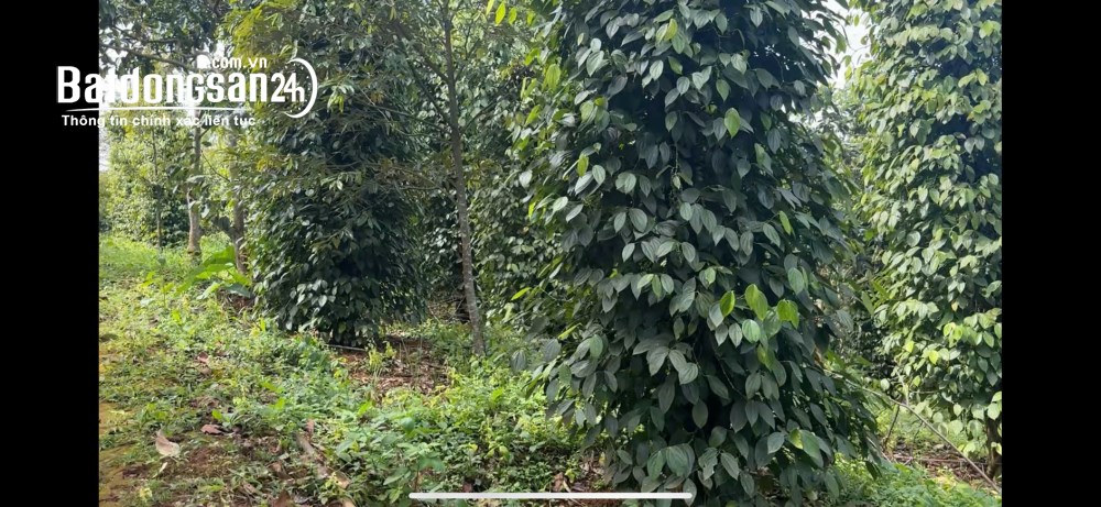 Rẫy view hồ tự nhiên giá rẻ, nguồn thu mạnh, oto vào tận nơi, đông dân cư