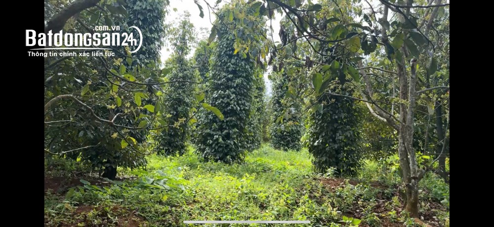 Rẫy view hồ tự nhiên giá rẻ, nguồn thu mạnh, oto vào tận nơi, đông dân cư