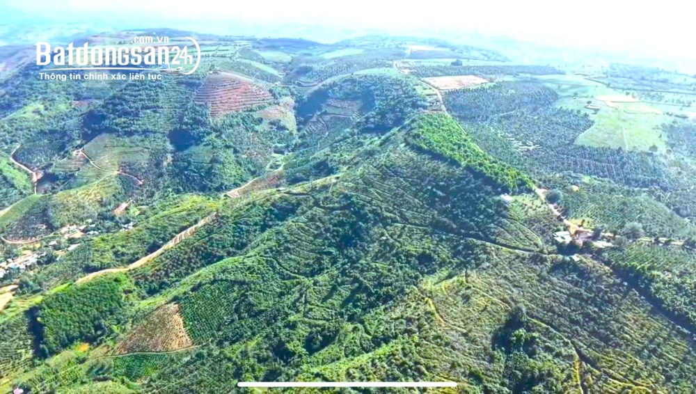 Cho thuê 30ha đất đỏ bazan, nhà cửa điện nước đầy đủ, đường nhựa tại Đắk Nông