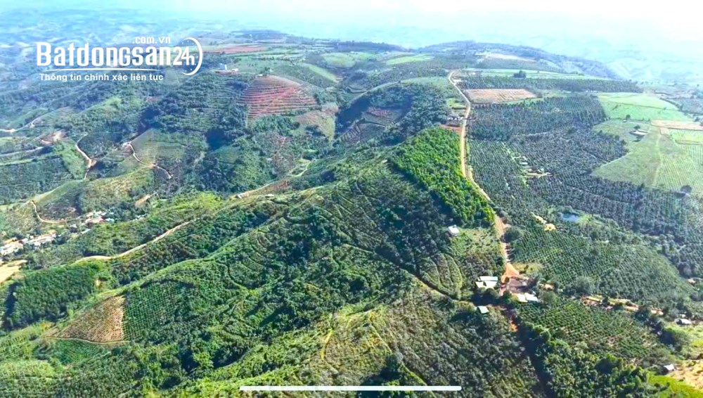 Cho thuê 30ha đất đỏ bazan, nhà cửa điện nước đầy đủ, đường nhựa tại Đắk Nông