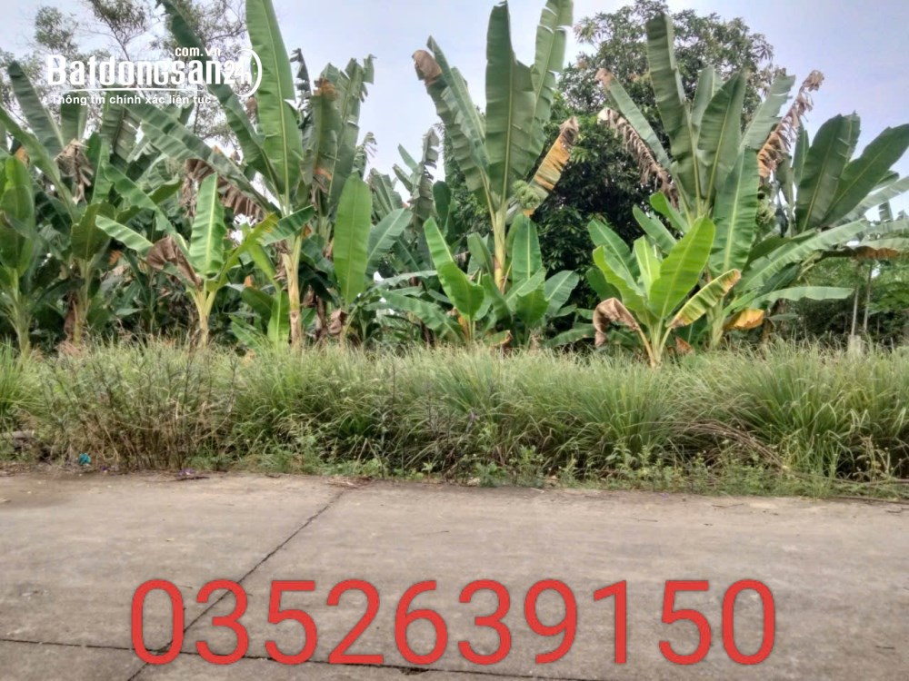 Bán đất Đường Châu Pha - Tóc Tiên, Xã Châu Pha (TX Phú Mỹ cũ), Hồ Chí Minh