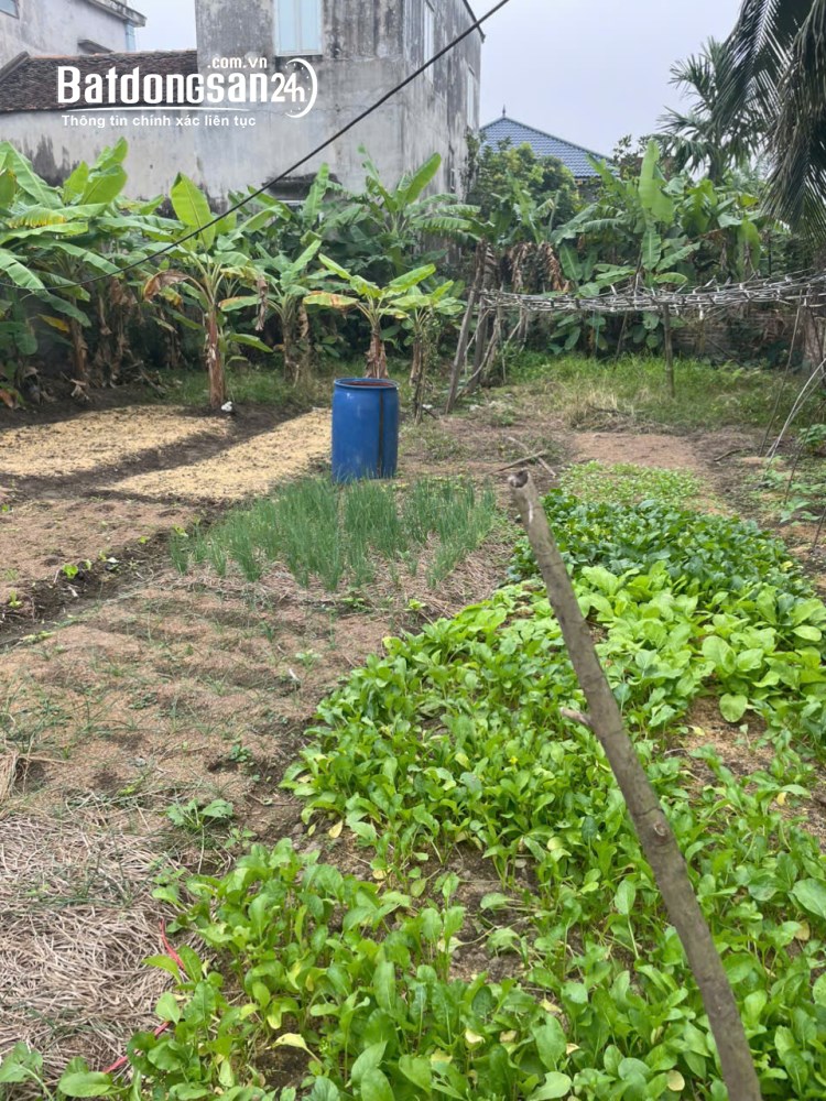 Bán đất Phường Mão Điền (TX Thuận Thành cũ), Bắc Ninh