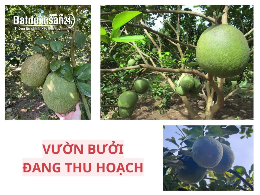 Bán đất Xã Trừ Văn Thố (H Bàu Bàng cũ), TP Hồ Chí Minh