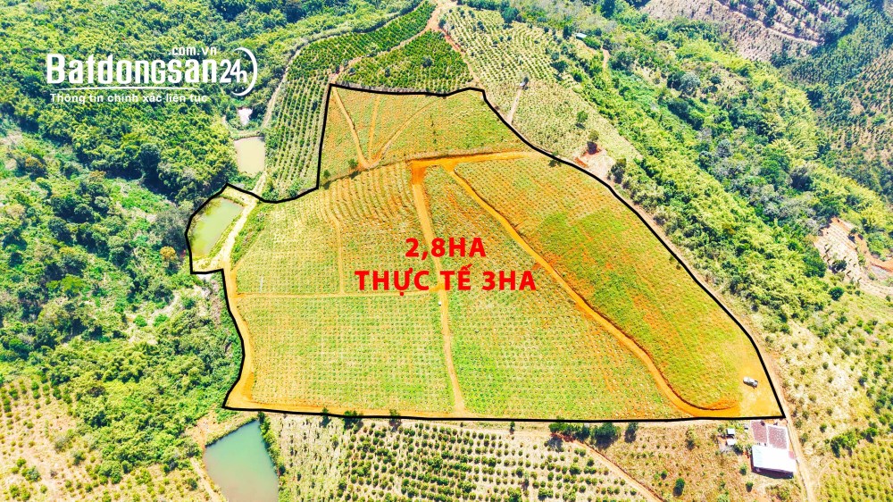 Rẫy cà phê giá rẻ tại phường Bắc Gia Nghĩa 4 chỗ vào tận nơi