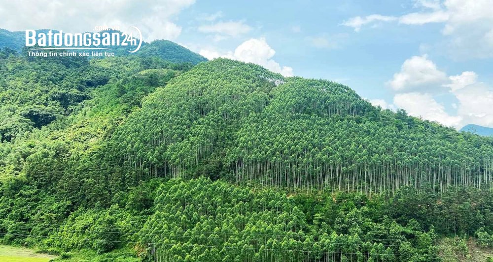 Bán đất rừng Phường Hoành Bồ, Quảng Ninh có 5ha keo đã thu hoạch được