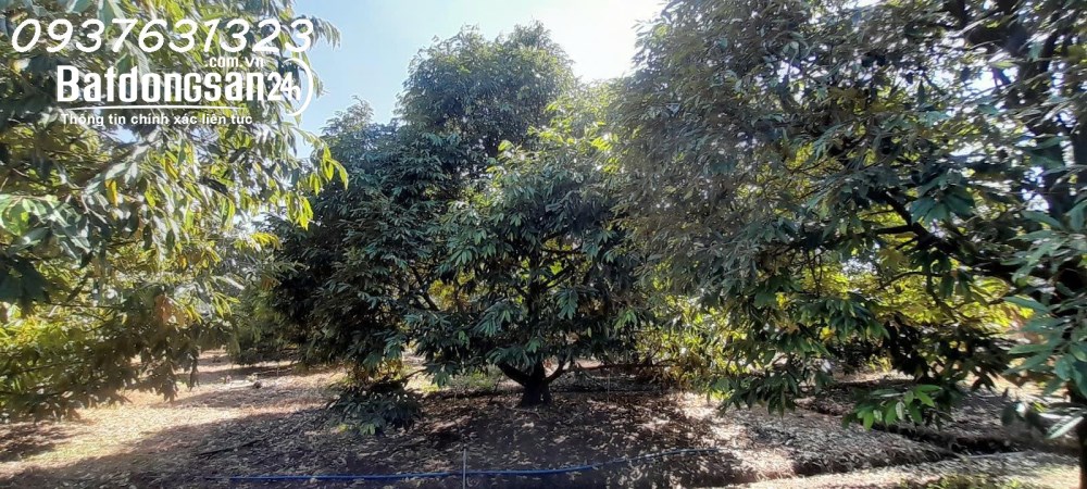 # CHÍNH CHỦ CẦN BÁN: VƯỜN SẦU RIÊNG MUSANG KING ĐANG THU HOẠCH – BẾN CẦU, TÂY NINH