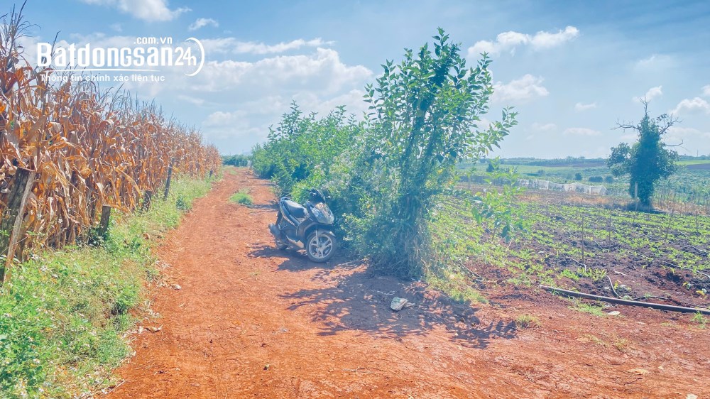 Bán đất 2,5ha, hẻm Xã Tân Hội (Huyện Đức Trọng cũ), Tỉnh Lâm Đồng
