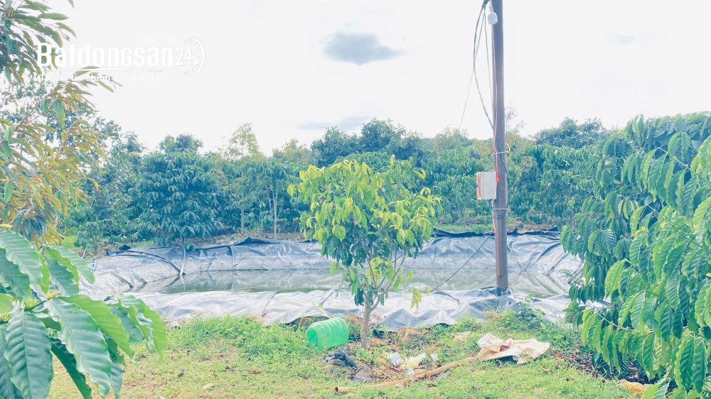 Bán đất Xã Ninh Gia (Huyện Đức Trọng cũ), Tỉnh Lâm Đồng - Hơn 9 sào sổ sẵn 8,5 sào, full cafe