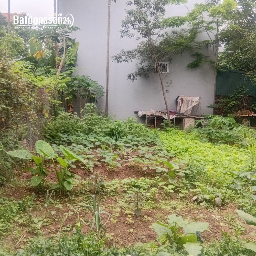 BÁN ĐẤT GẦN VIN CỔ LOA - XÃ ĐÔNG ANH - ĐÓN CẦU TỨ LIÊN - ĐƯỜNG OTO TRÁNH - TIỀM NĂNG 