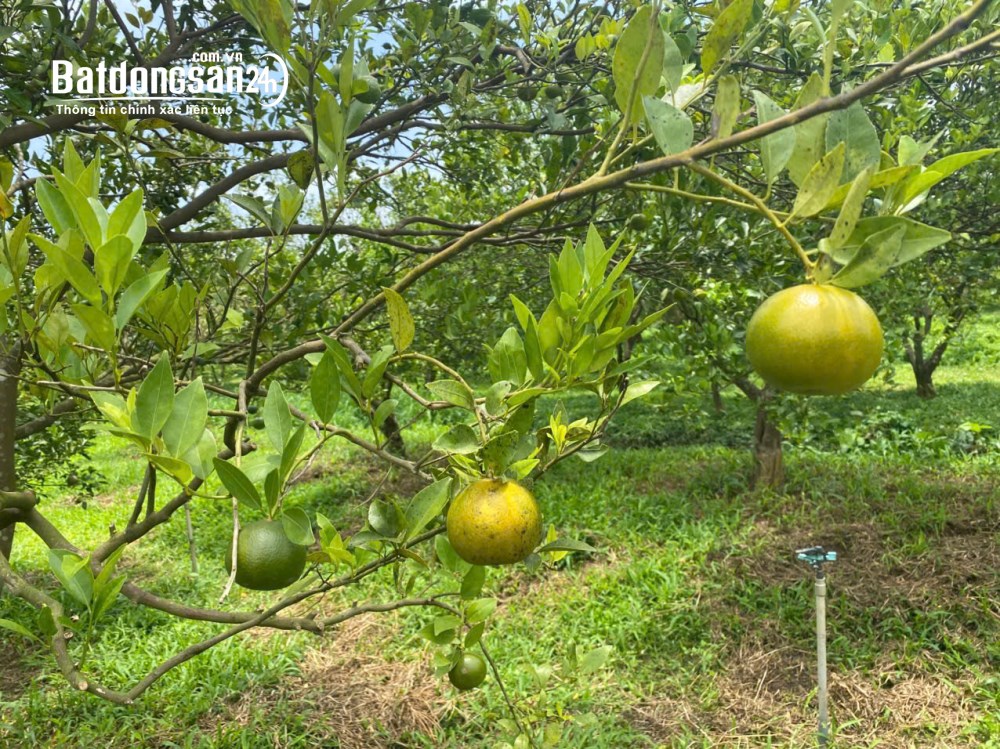 Ngộp sâu 1.2 mẫu Láng Dài- Đất Đỏ- BRVT