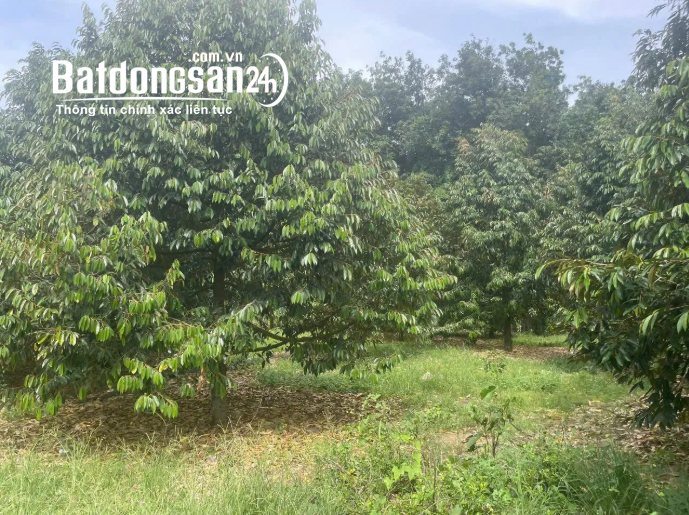 ĐẤT MẶT TIỀN 42M – KẾ CẬN KCN AN LINH 1.000 HÉC TA – GIÁ CHỈ 330K/M²