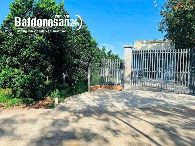 ĐẤT VƯỜN CÓ CÂY ĂN TRÁI ĐANG THU HOẠCH – 213M² – CÓ THỔ CƯ – CHỈ 380 TR, DĨ AN, HCM.