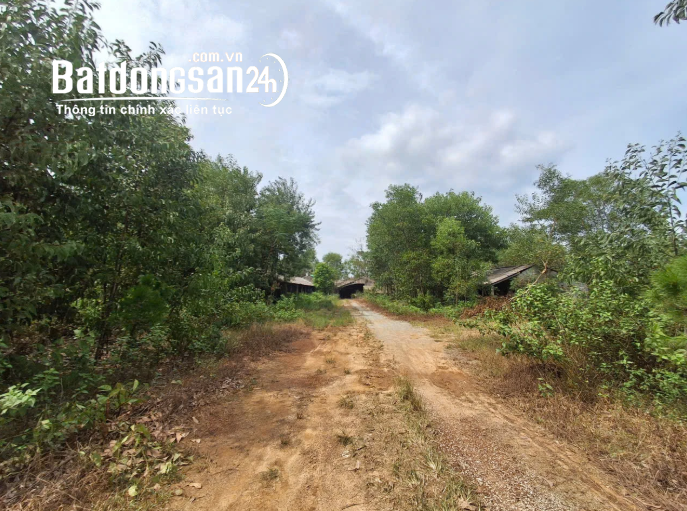 4Ha Đất + Nhà Xưởng Sẵn – Đan Điền, Huế – Chỉ 2,5 Tỷ – Phù Hợp Làm Trang Trại.