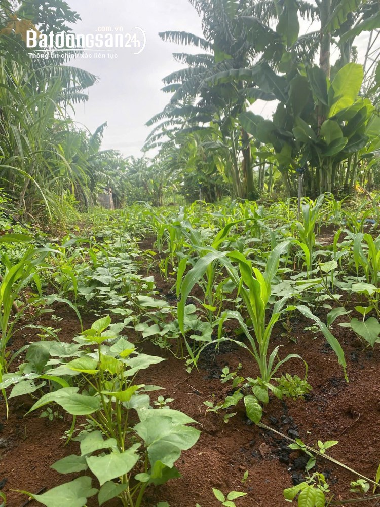 Cho thuê đất nông nghiệp, DT từ 500m2- 10000m2, Xã Tân Vĩnh Lộc (H Bình Chánh cũ).