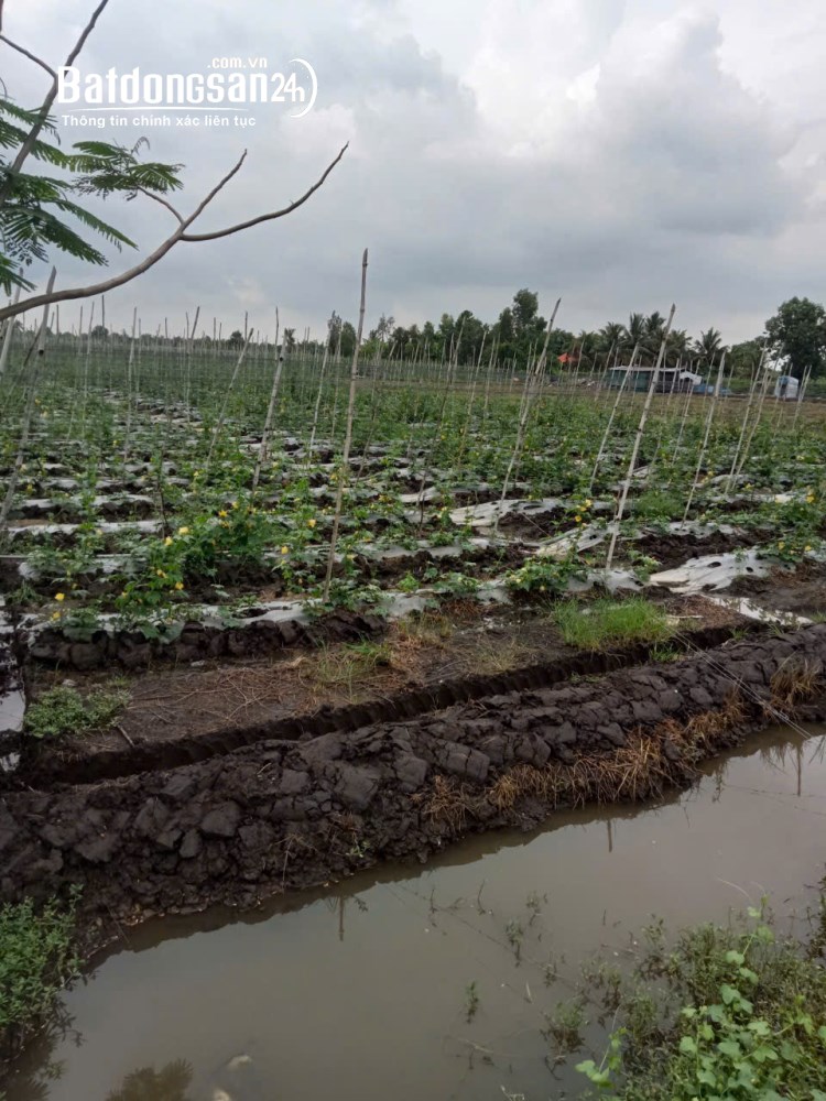Cho Thuê đất nông nghiệp 10000m2, Đường Vĩnh Lộc A, (H Bình Chánh cũ).