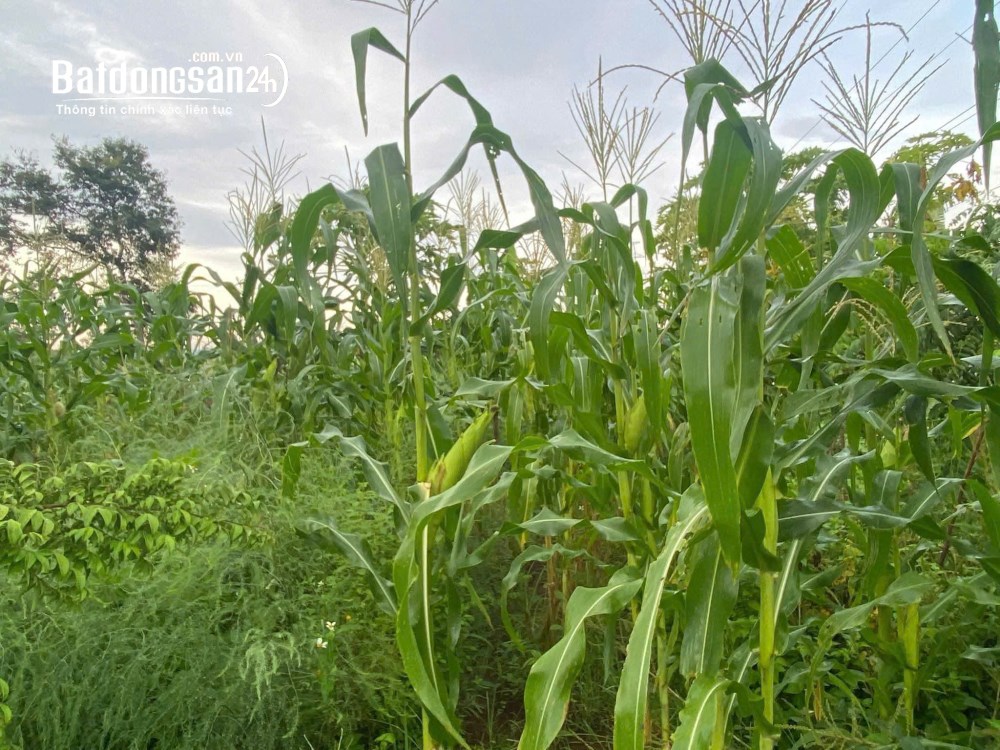 Cho Thuê đất nông nghiệp 10000m2, Đường Vĩnh Lộc A, (H Bình Chánh cũ).