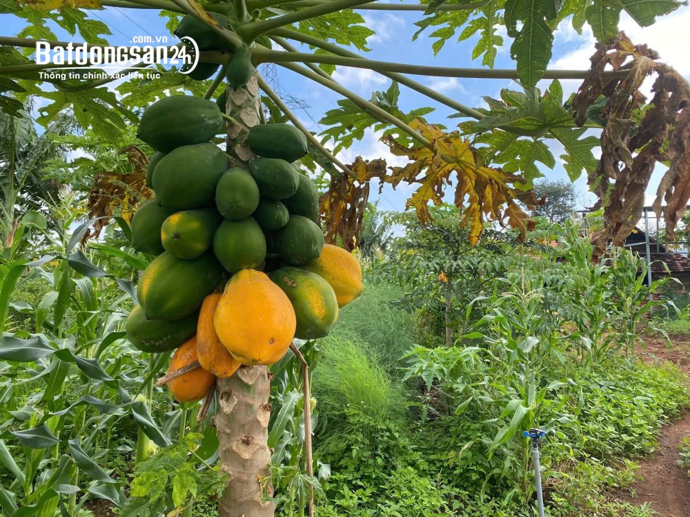 Cho thuê đất nông nghiệp 10000m2, Đ. Trần Văn Giàu, Xã Tân Vĩnh Lộc (H Bình Chánh cũ).